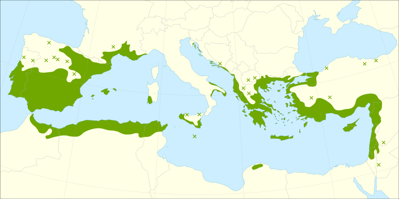 Файл:Quercus coccifera range.svg