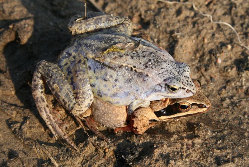 Файл:Rana arvalis - amplexus.jpg