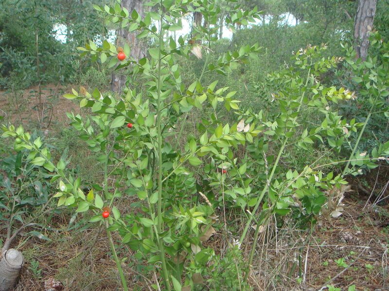 Файл:Ruscus aculeatus c.JPG