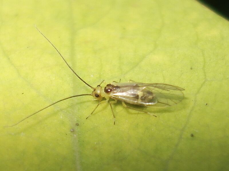Файл:Stenopsocus stigmaticus 01.JPG