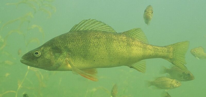 Файл:Yellow perch FWS 1.jpg