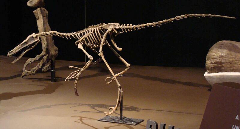 Файл:BuitreraptorROM.JPG