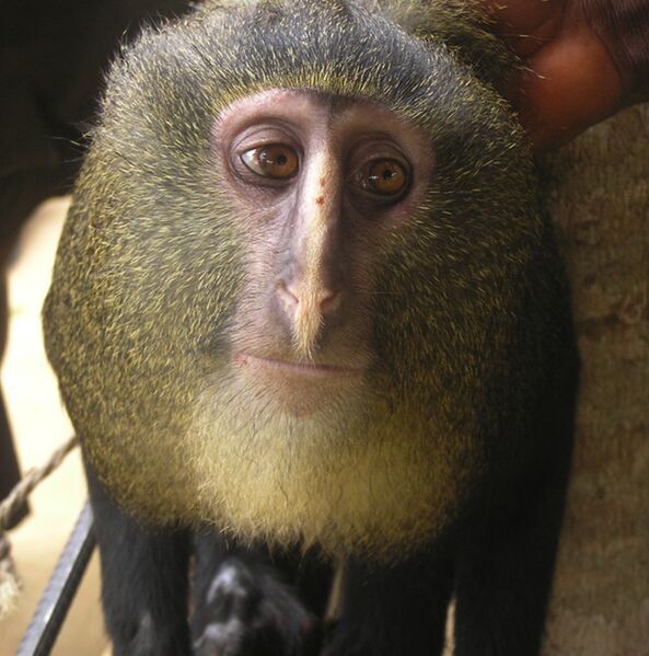 Файл:Cercopithecus lomamiensis MaleP.jpg