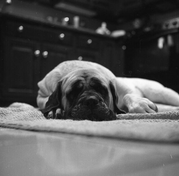 Файл:EnglishMastiffSleeping.jpeg