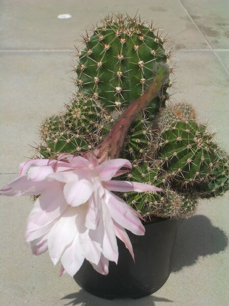 Файл:Flowering Cactus 1.jpeg