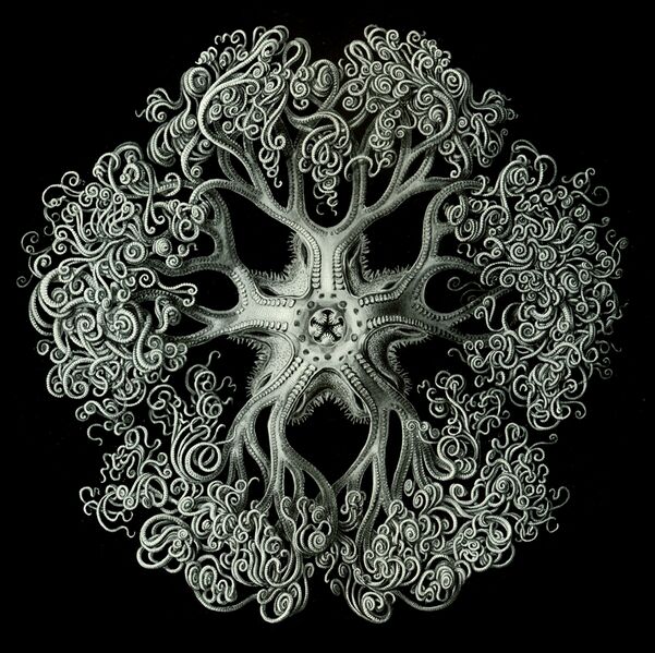 Файл:Haeckel Ophiodea 70 Gorgonocephalidae.jpg