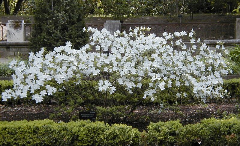 Файл:Rhododendron mucronatum.jpg