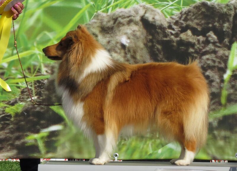 Файл:Sheltie 2.JPG