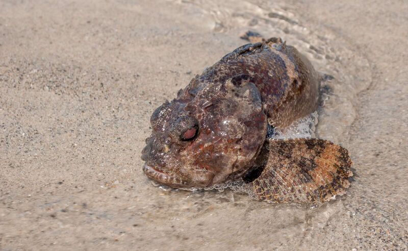 Файл:Bocon toadfish.jpg