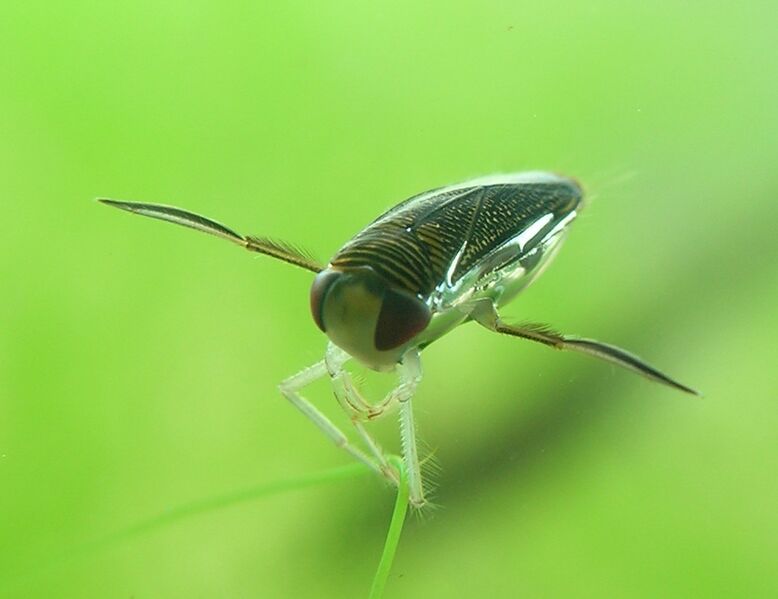 Файл:CorixaPunctata.JPG