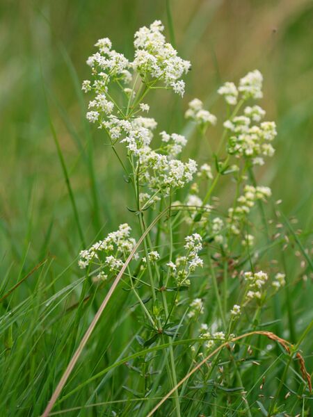 Файл:Galium boreale.jpeg
