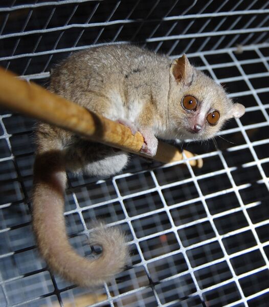 Файл:Gray Mouse Lemur 1.JPG