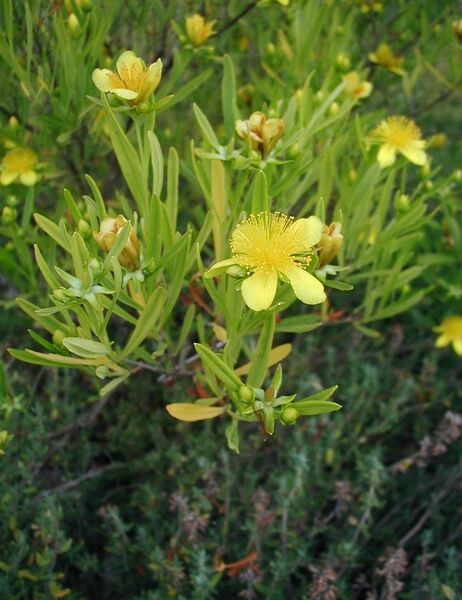 Файл:Hypericum-erectum-Gemo.JPG
