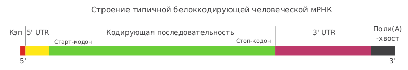 Файл:MRNA structure - ru.svg