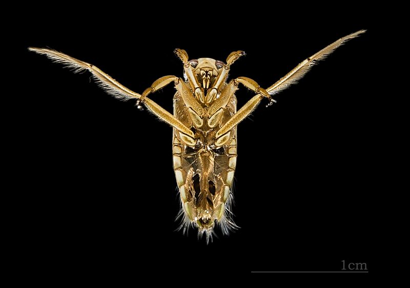Файл:Notonecta maculata MHNT.jpg