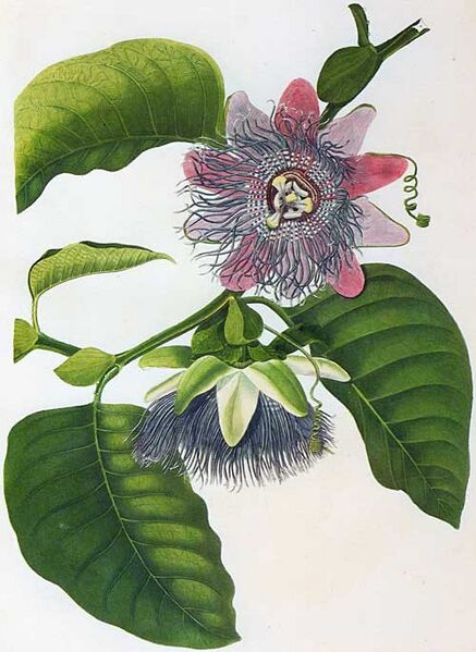 Файл:Passiflora quadrangularis00.jpg