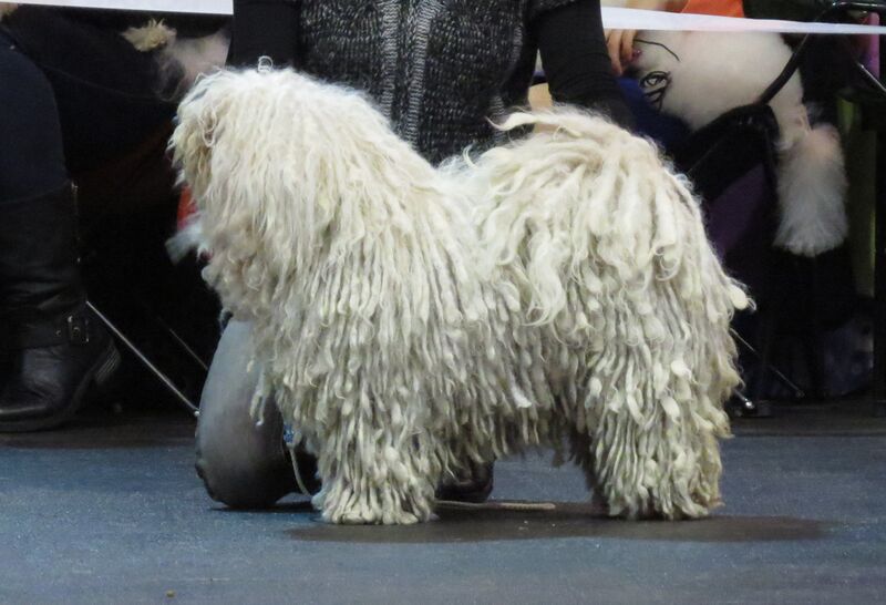 Файл:Puli in Riga 3.JPG