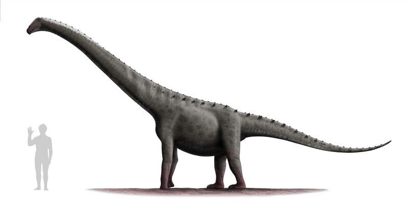 Файл:Rinconsaurus test 2.jpg