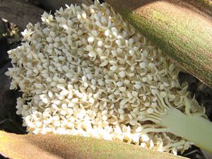 Цветёт финиковая пальма