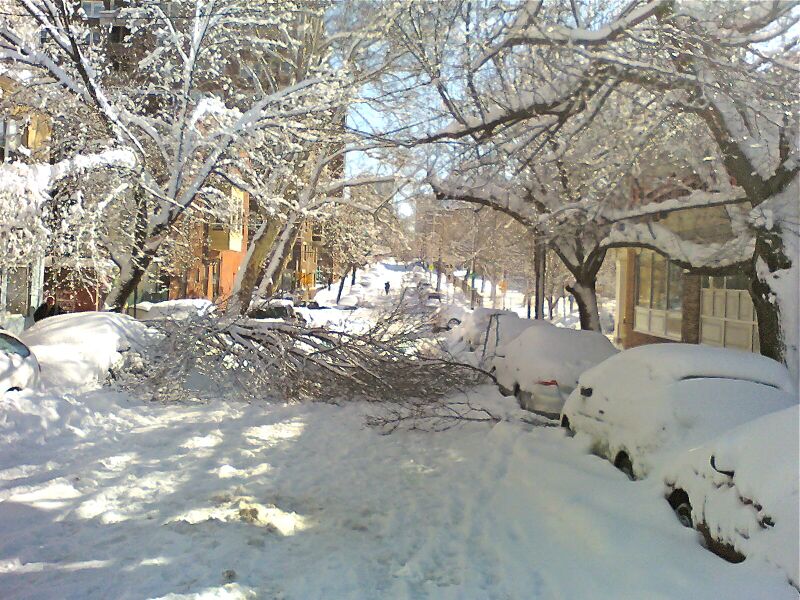 Файл:Downed tree.jpg