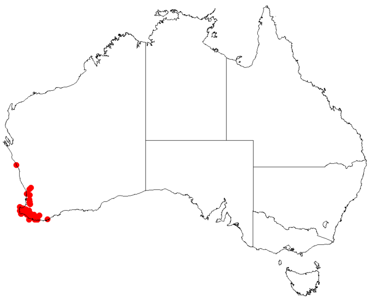 Файл:Hakea lasianthoidesDistMap68.png