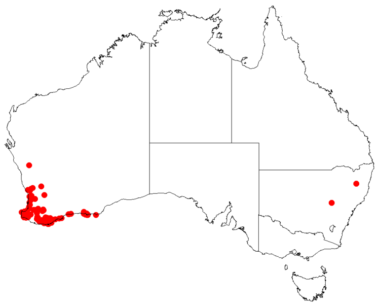 Файл:Hakea sulcataDistMap134.png