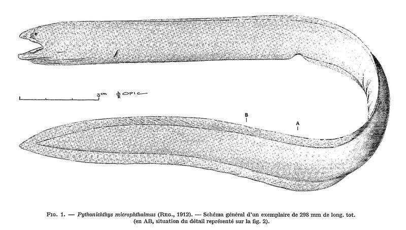 Файл:Pythonichthys microphthalmus 2.jpg