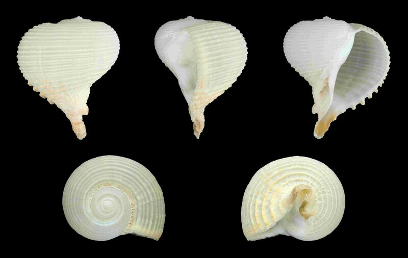 Файл:Rapa rapa 01.JPG