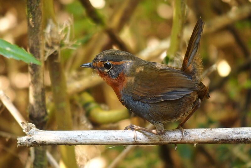 Файл:Scelorchilus rubecula.JPG