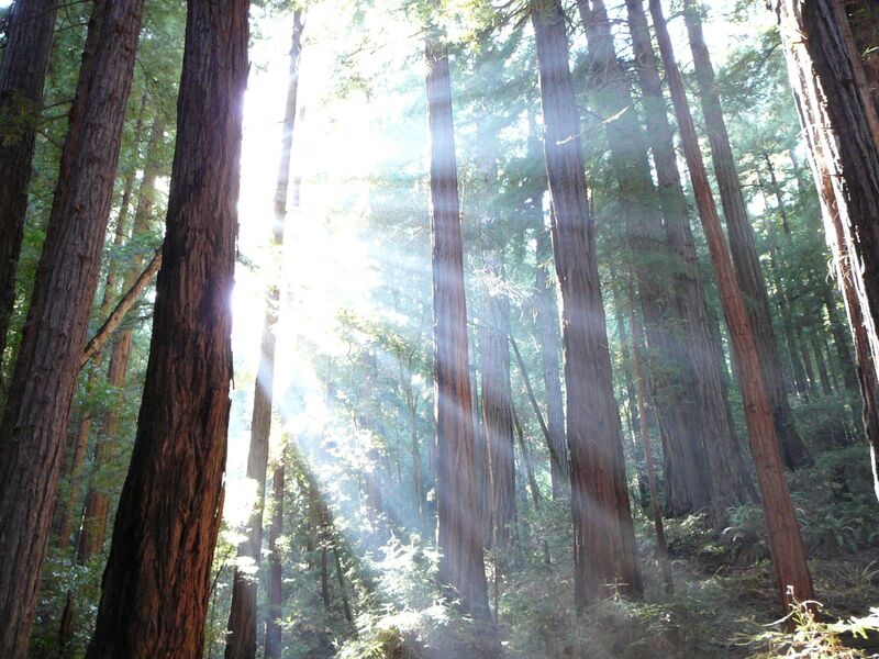 Файл:Trees and sunshine.JPG