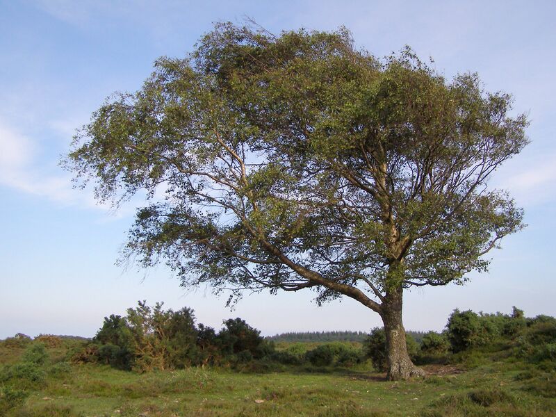 Файл:Windswept New Forest tree.jpg