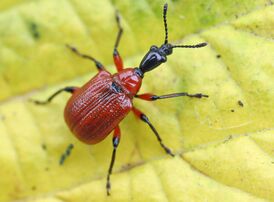 Трубковёрт орешниковый