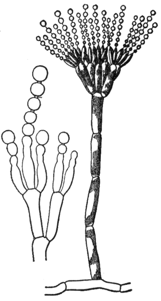 Файл:Conidium.png