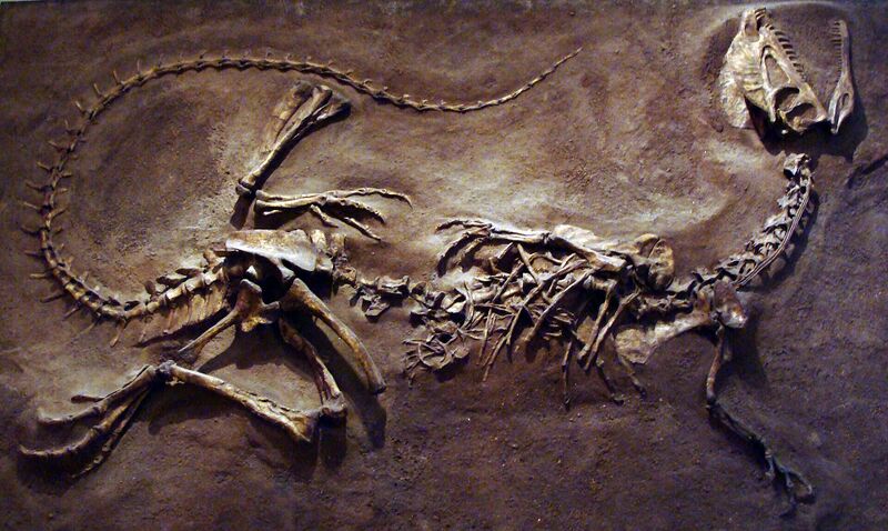 Файл:DilophosaurusROM1.JPG