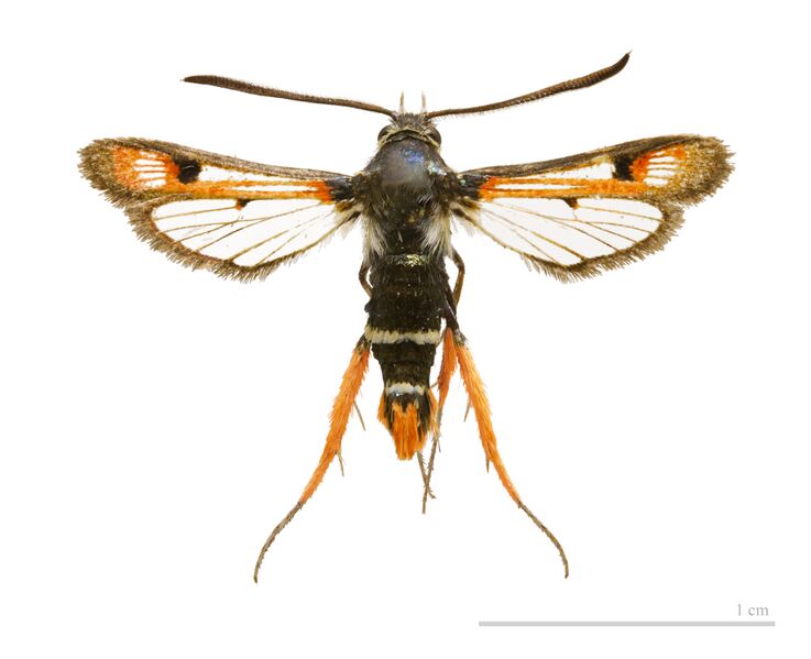 Файл:Pyropteron chrysidiforme MHNT.jpg