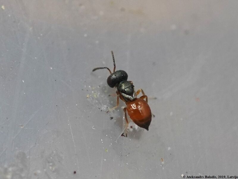 Файл:Callitula pyrrhogaster 02.JPG