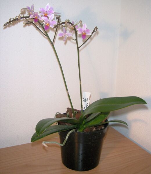 Файл:Phalaenopsis equestris in pot.JPG