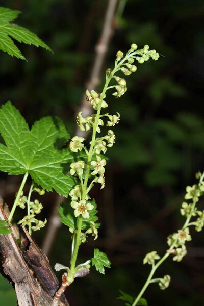 Файл:Ribes bracteosum 9604.JPG