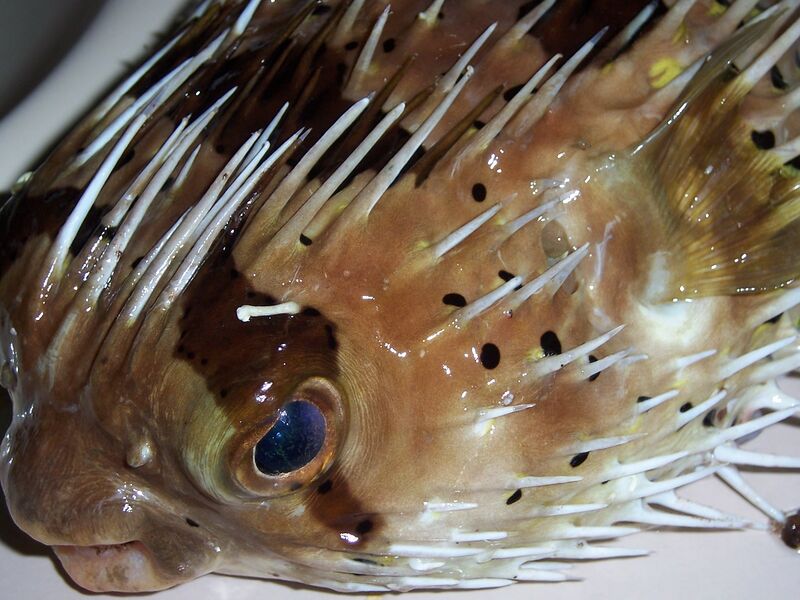Файл:Spiny fish.jpg