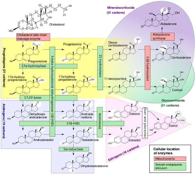 Файл:Steroidogenesis.svg