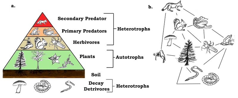 Файл:TrophicWeb.jpg