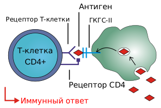 Файл:CD4-recognition-ru.svg