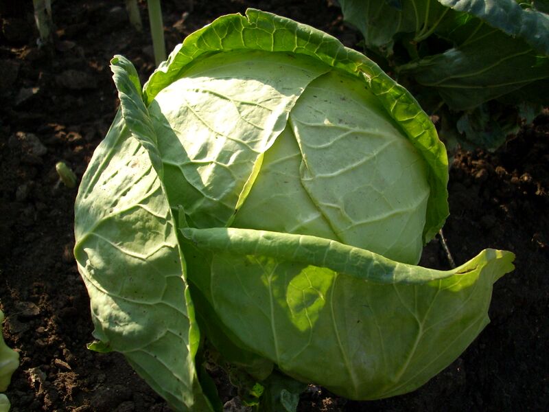 Файл:CabbageBG.JPG