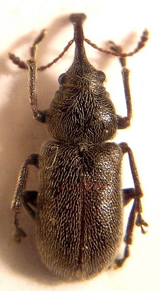 Файл:Doydirhynchus austriacus.jpeg