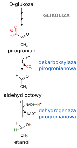 Файл:Ethanol fermentation pl.svg
