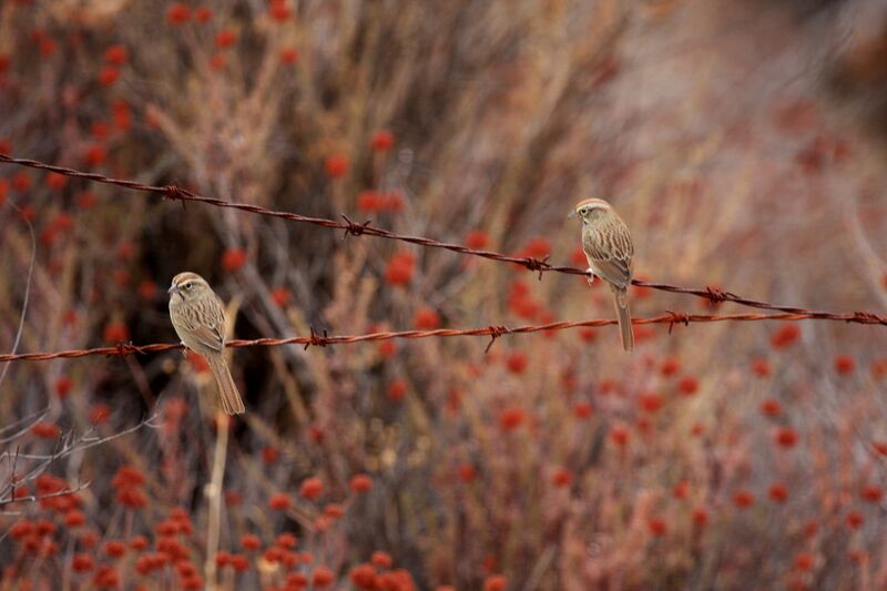 Файл:Rufous-crowned Sparrows.jpg
