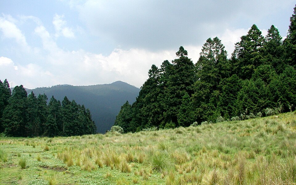Файл:Field-pines-mountain.jpg