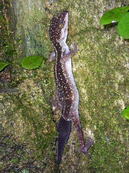 Файл:GoniurosaurusAT.JPG
