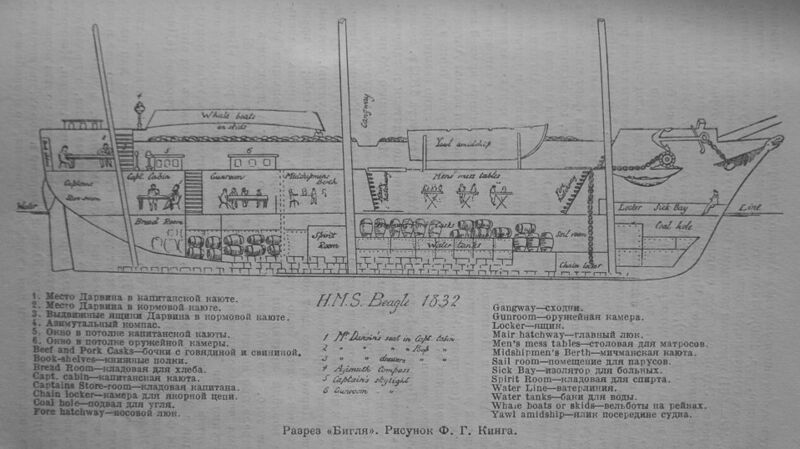 Файл:HMS Beagle 1832 longitudinal section.jpg