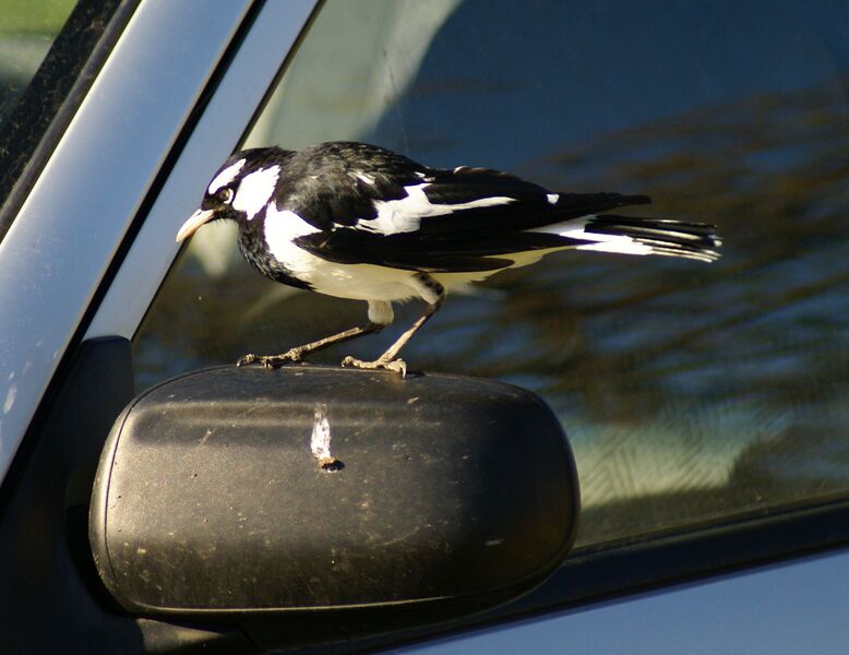 Файл:Magpie-Lark Cropped.JPG